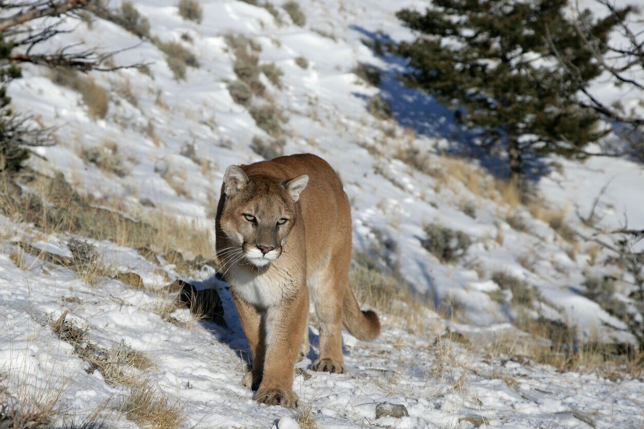 CPW adopts East Slope mountain lion management plan