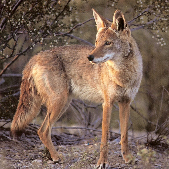 4-year-old attacked by coyote in north Colorado Springs