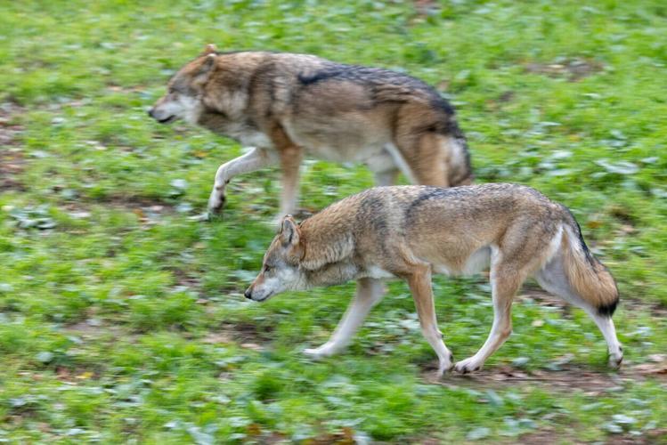 Joint Budget Committee considers delaying wolf reintroduction in Colorado to save money
