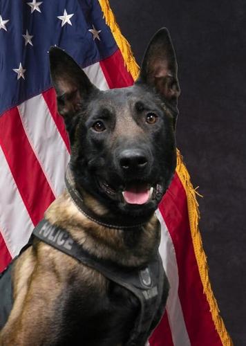 Colorado Springs police K-9 Zev takes down fleeing suspect, ending overnight crime spree