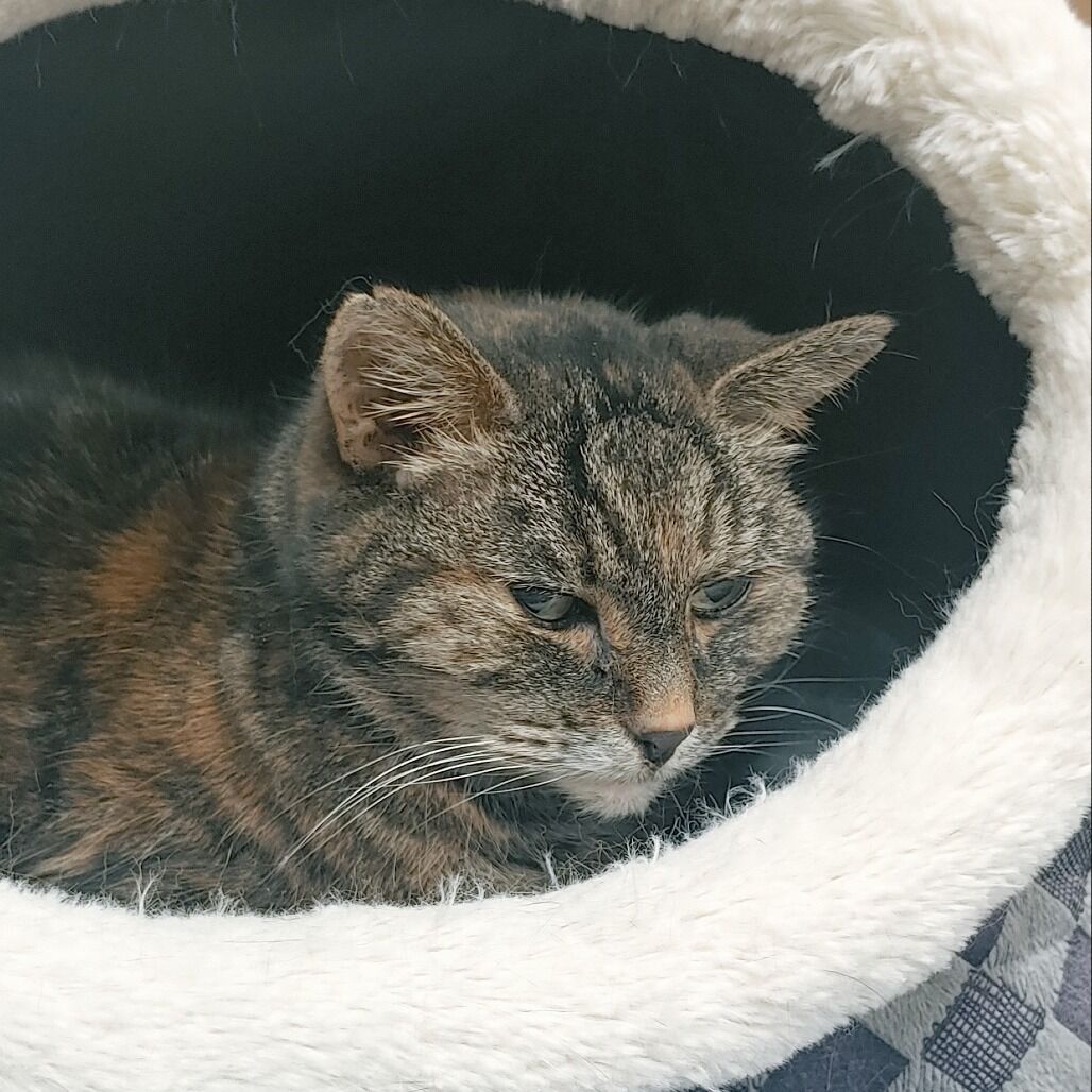 Pet of the Week for Jan. 22