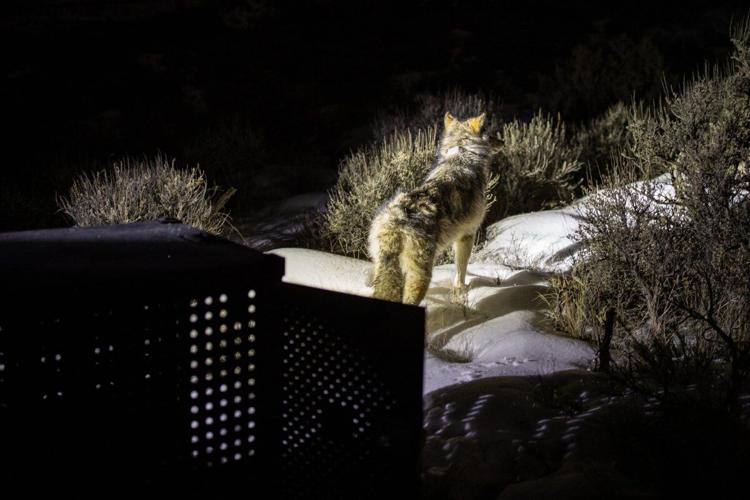 CPW releases 15 new wolves from British Columbia