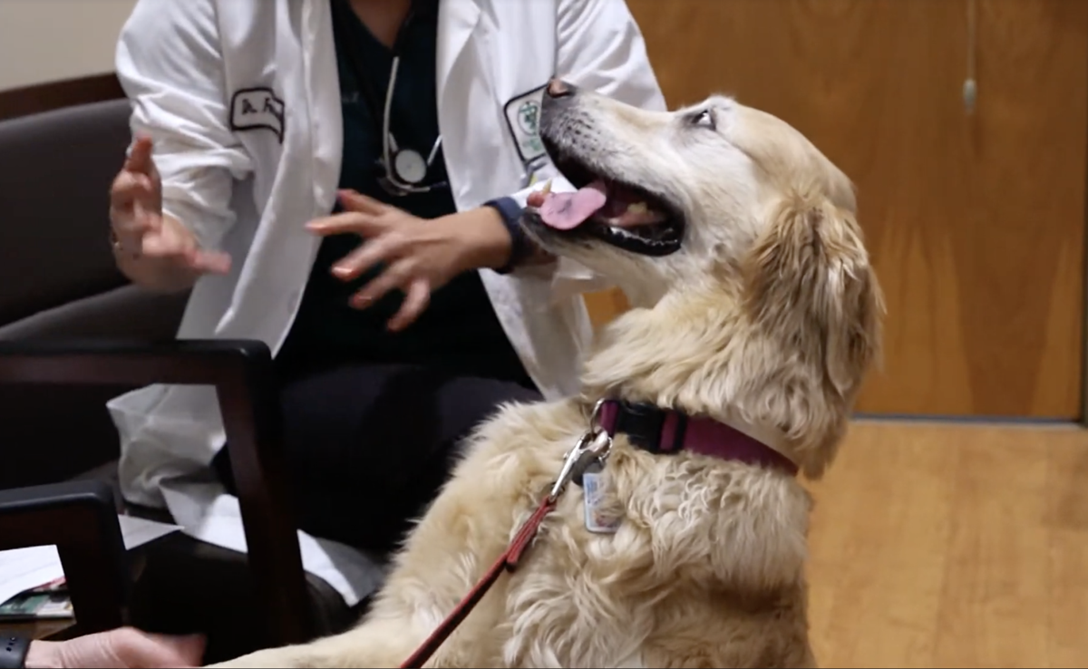 Senate Democrats introduce bill to require Colorado testing facilities to offer animals to shelters