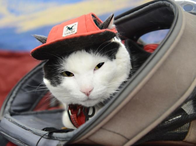 Colorado Springs Cat Fest to feature hundreds of cats, Nathan the Cat Lady