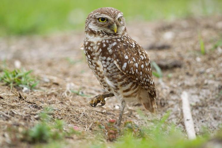 Bird Call: Harbingers of death and other bird lore