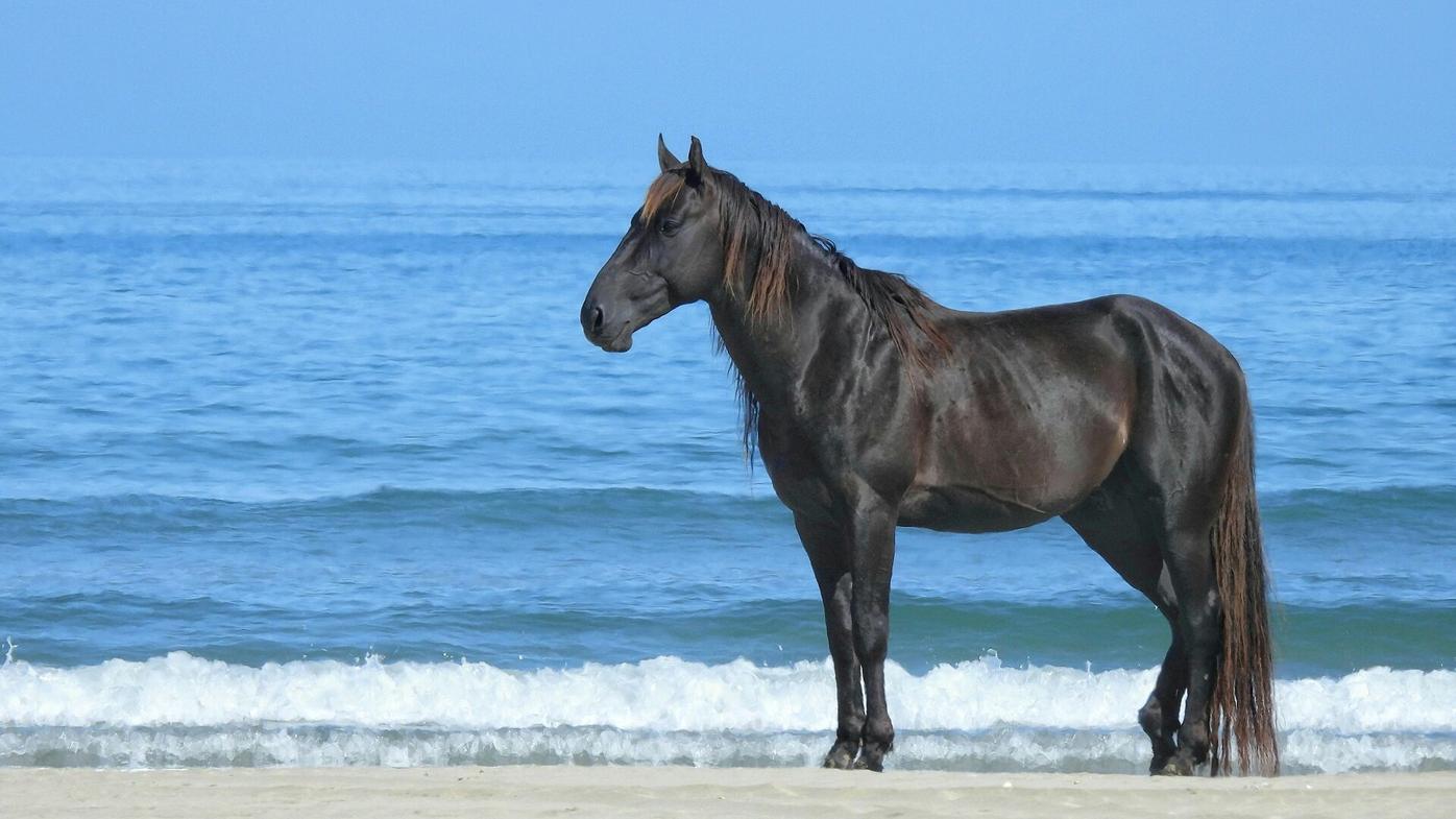 The autobiography of a horse that changed the world
