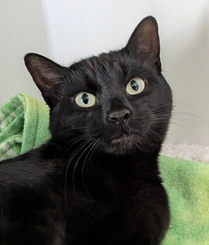 Pets of the week for July 16, 2025
