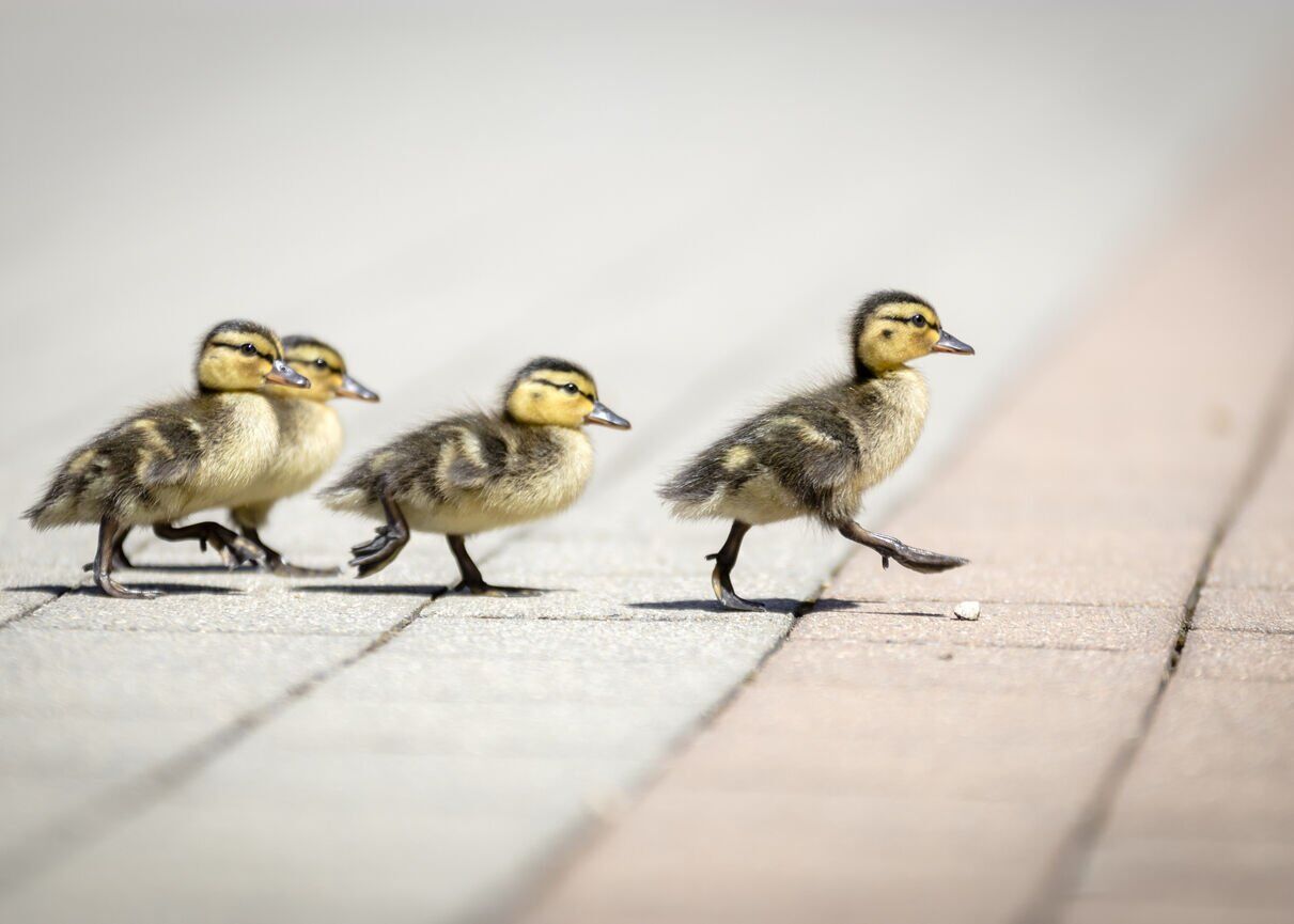 CPW officers rescue orphaned ducklings in Durango
