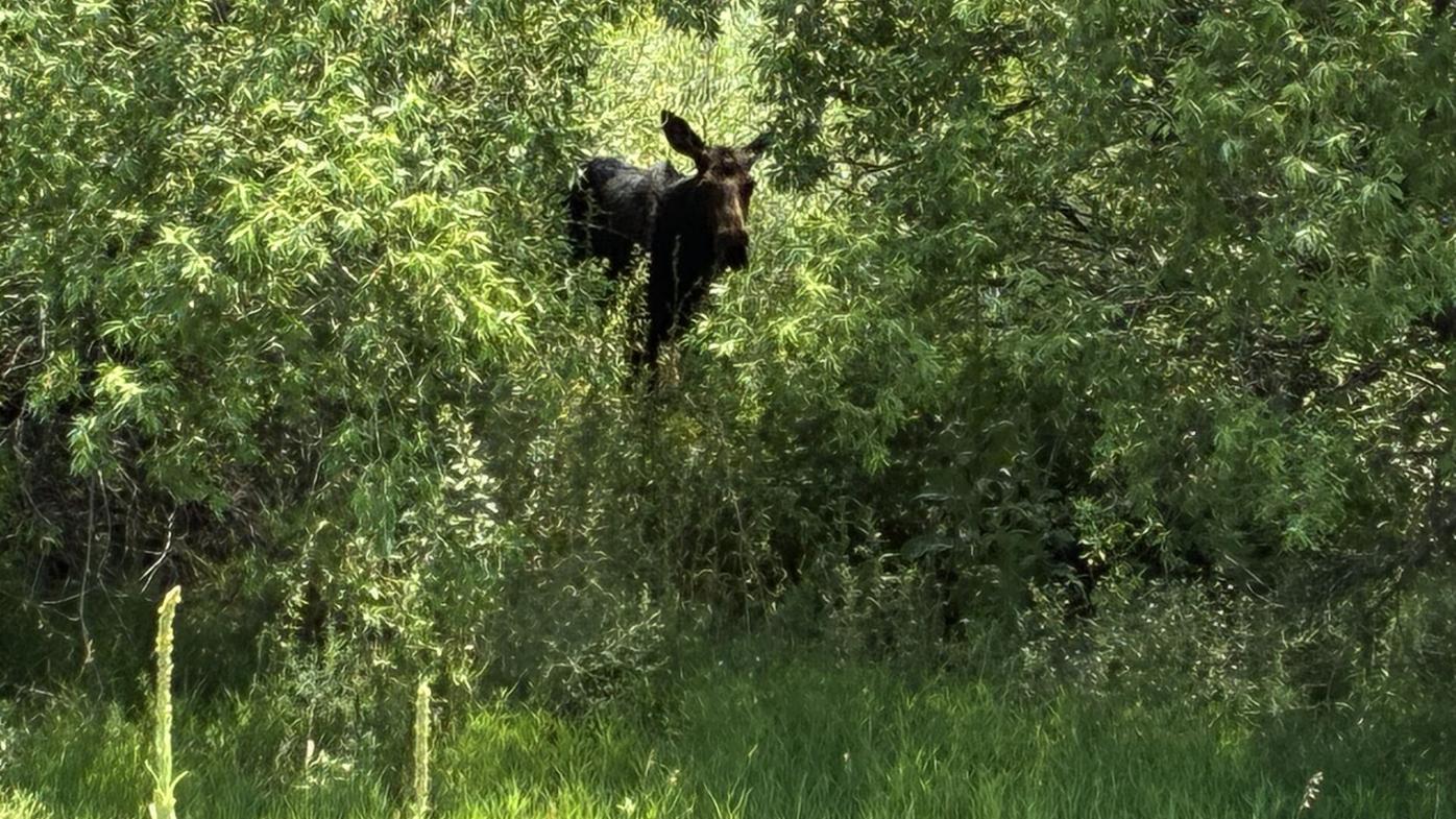 WATCH: Moose spotted in north Colorado Springs