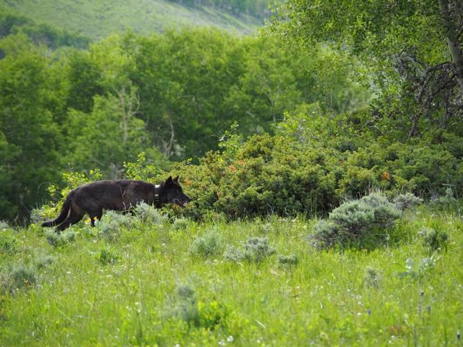 Advocates for wolf ballot measure announce a ‘pause’ on petition gathering