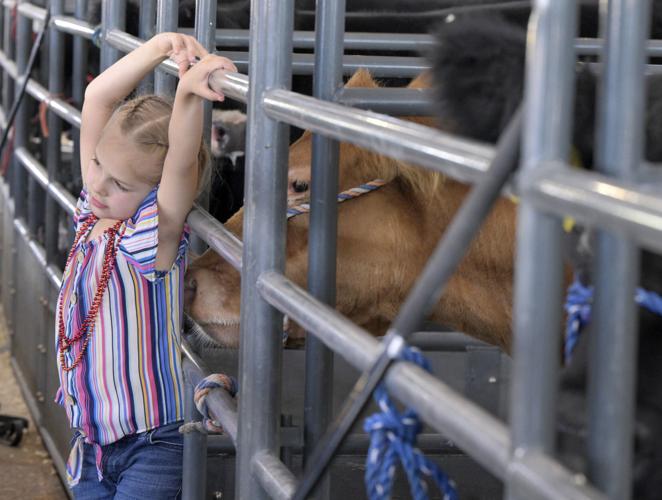 Colorado State Fair offers 4-H competitions, concerts, rodeo, carnival and more