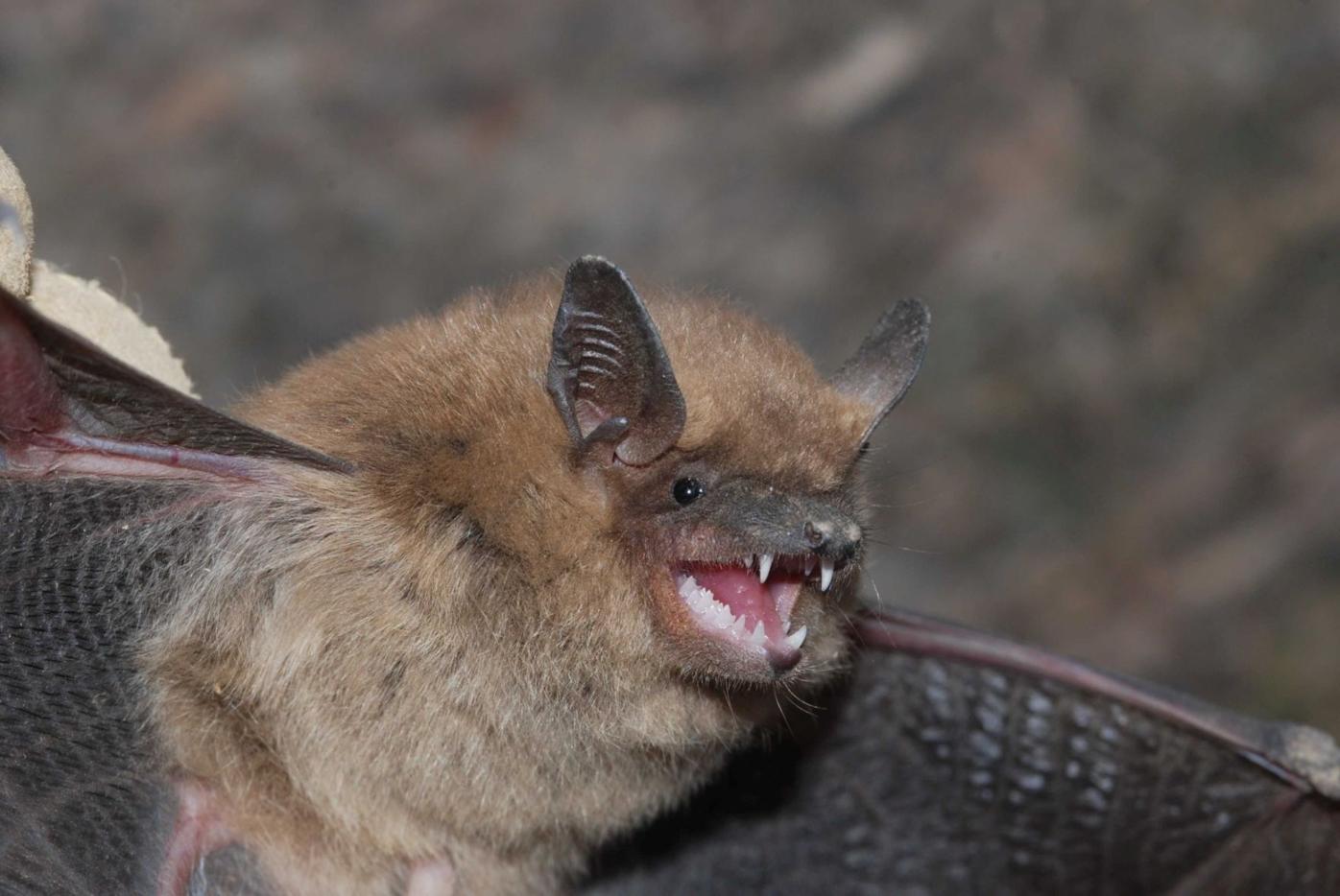 El Paso County identifies first rabid bat of 2025