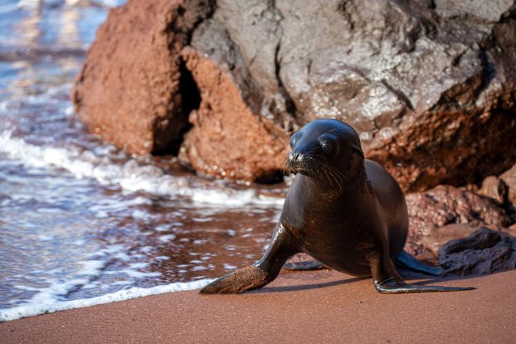 On a cruise through the Galapagos Islands, you’ll see too many animals to count
