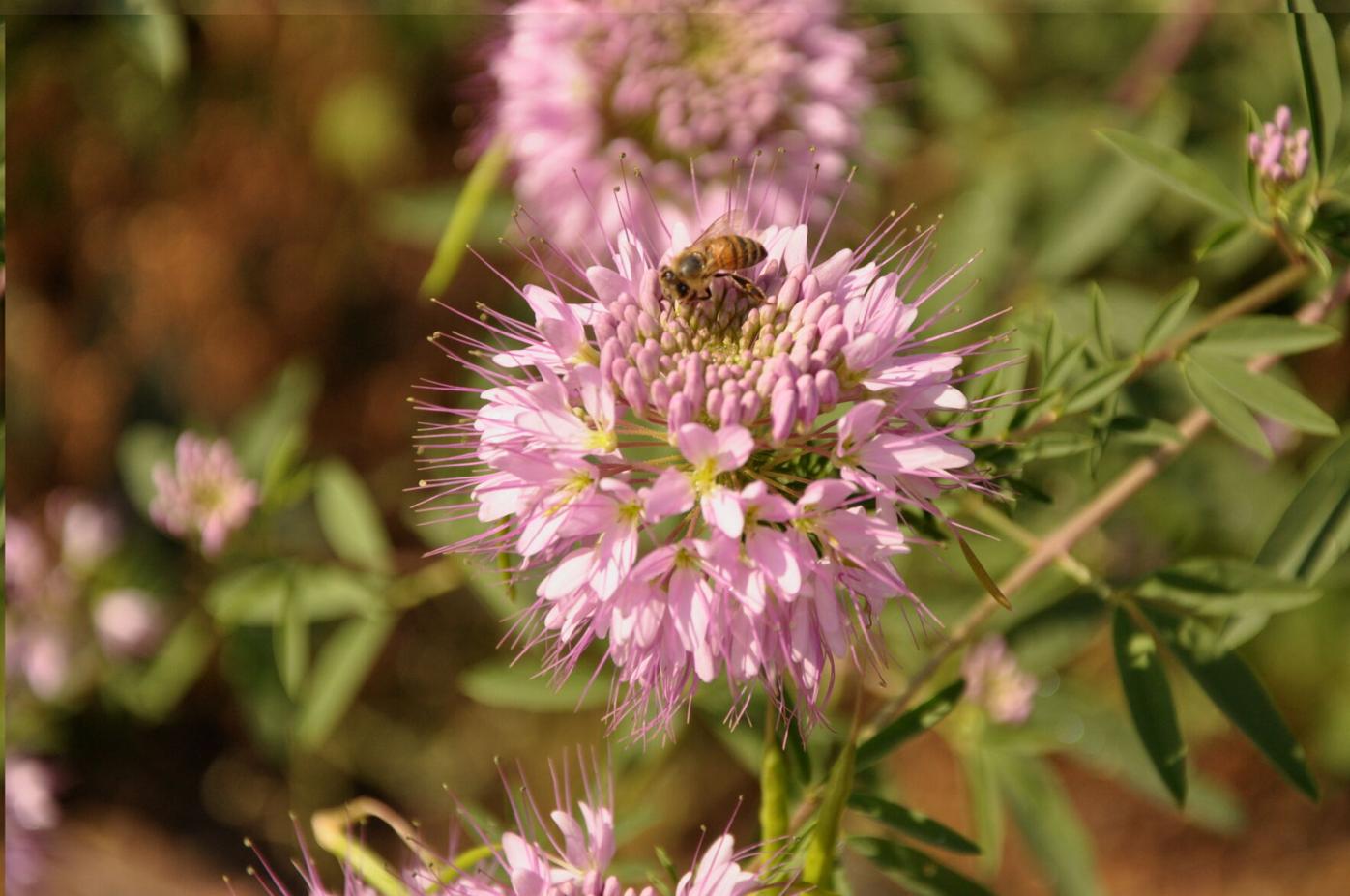 Year-round gardening: August tasks for Colorado gardeners to consider