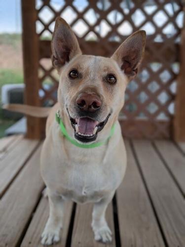 Pets of the week for Aug. 6, 2025