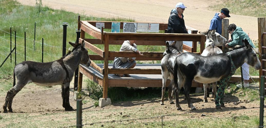 081025-life-donkeys 01.JPG