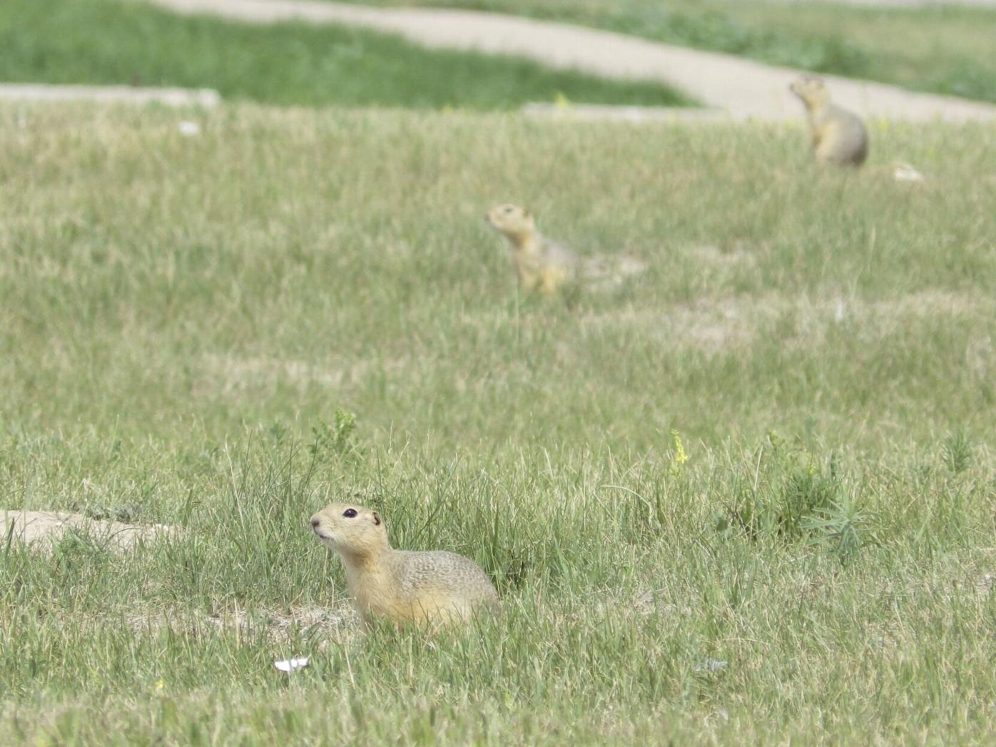 Ground squirrels are taking over a North Dakota city, and officials are not amused | OUT WEST ROUNDUP