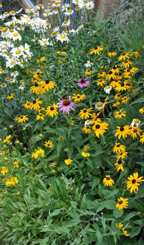 Year-round gardening: Take time to divide perennial plants