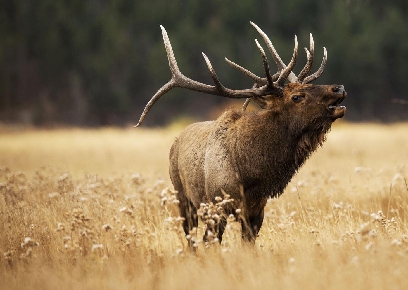 ‘Wildlife soap opera:’ Here’s what to know ahead of Colorado’s elk rut