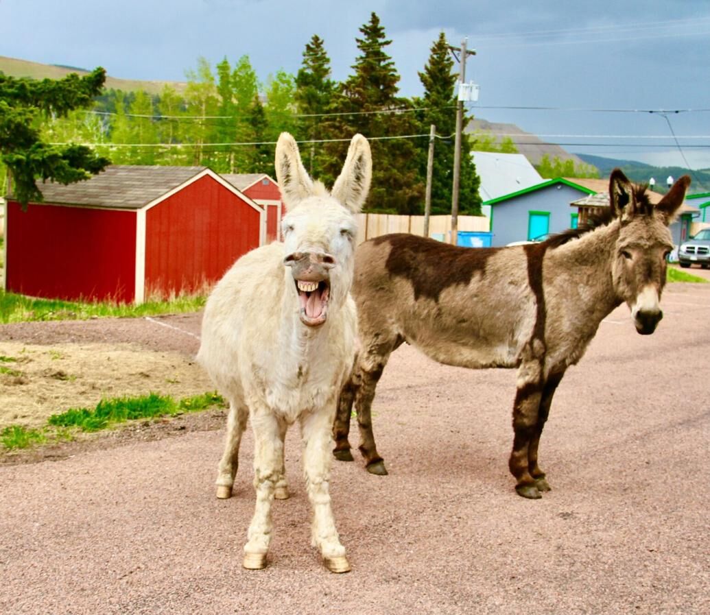 Cripple Creek’s Fall Fest celebrates donkeys, history, fall colors