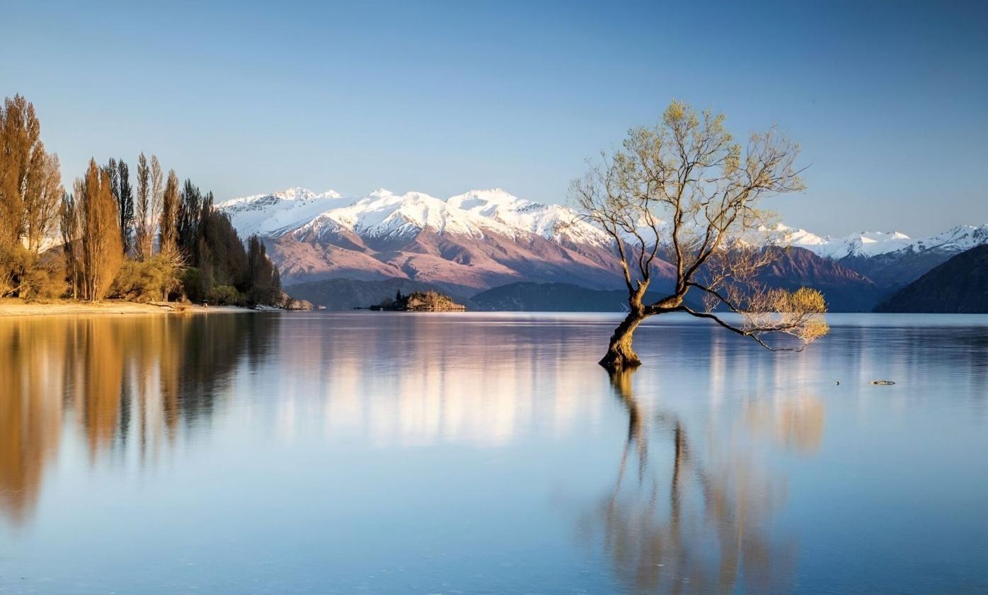 That Wānaka Tree, Otago Region