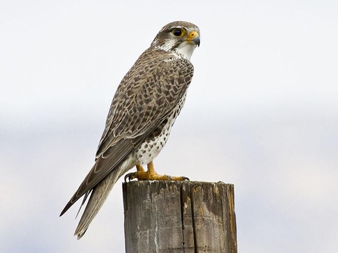 Prairie Falcon content from plains to mountains | Words on Birds