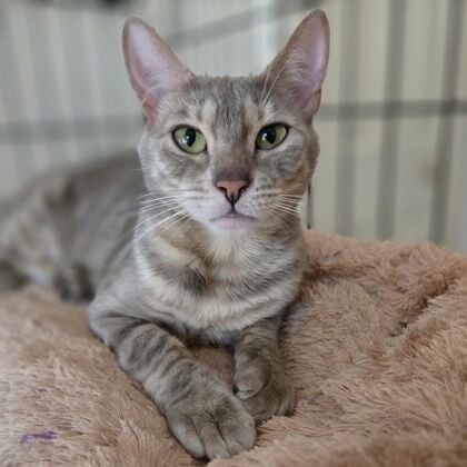 Pets of the week for Sept. 10, 2025