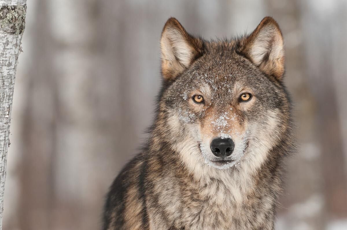 Copper Creek wolf shot by CPW after depredation in Rio Blanco County