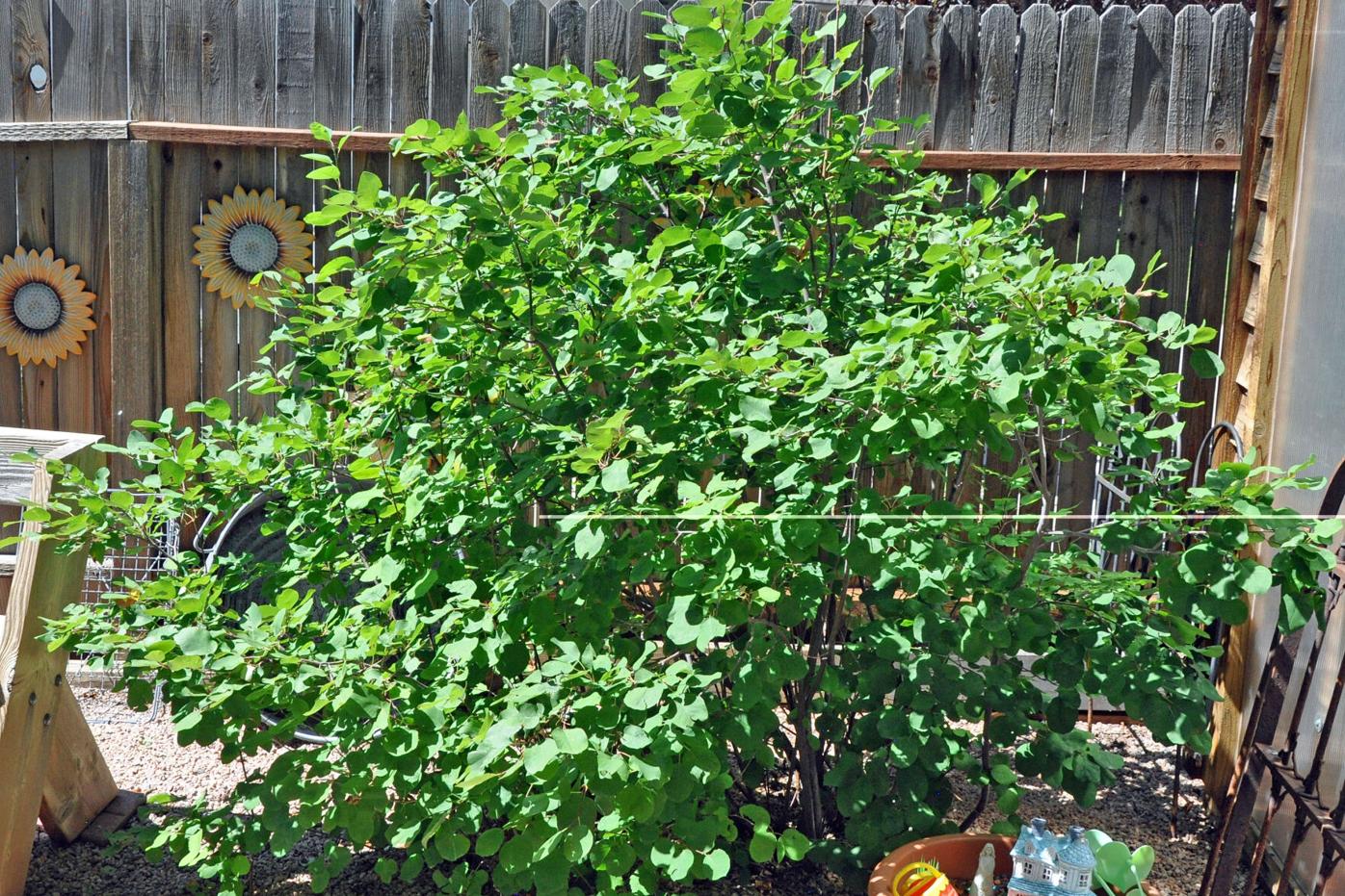 Year-round gardening: Plant this Colorado Springs native with four-season appeal