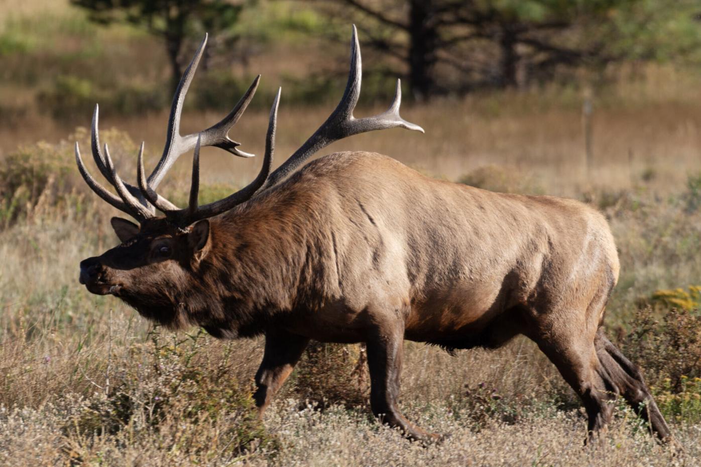 Elk bugling in Rocky Mountain National Park as ‘rut’ enters prime