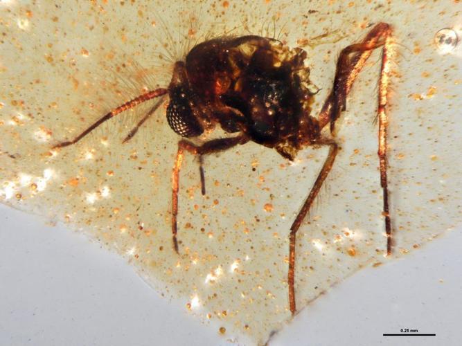 Amber from Ecuador reveals insects from the age of dinosaurs