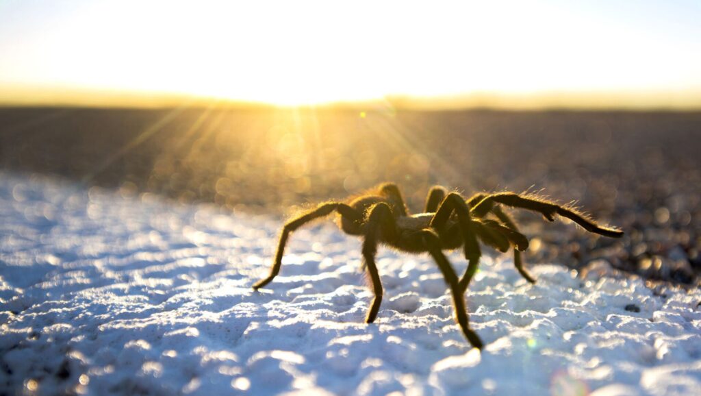 Final, hopeful journey is underway for Colorado tarantulas
