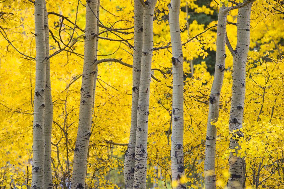 Aspens show their golden colors Tuesday, Sept. 20, 2016, on Guanella Pass near Georgetown, Colo. (The Gazette, Christian Murdock)