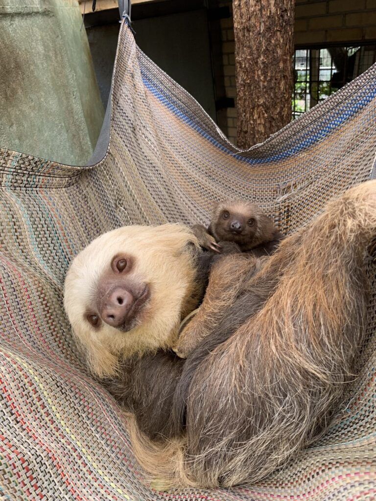 Bean, the two-toed sloth, snuggling with Chalupa, her mom, when she was four months old.