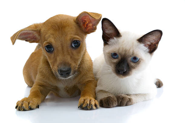 Colorado Springs pet-related information and events starting Oct. 4