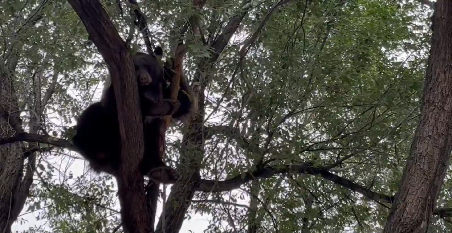 Colorado Springs Utilities aids in relocating bear after it was struck by car