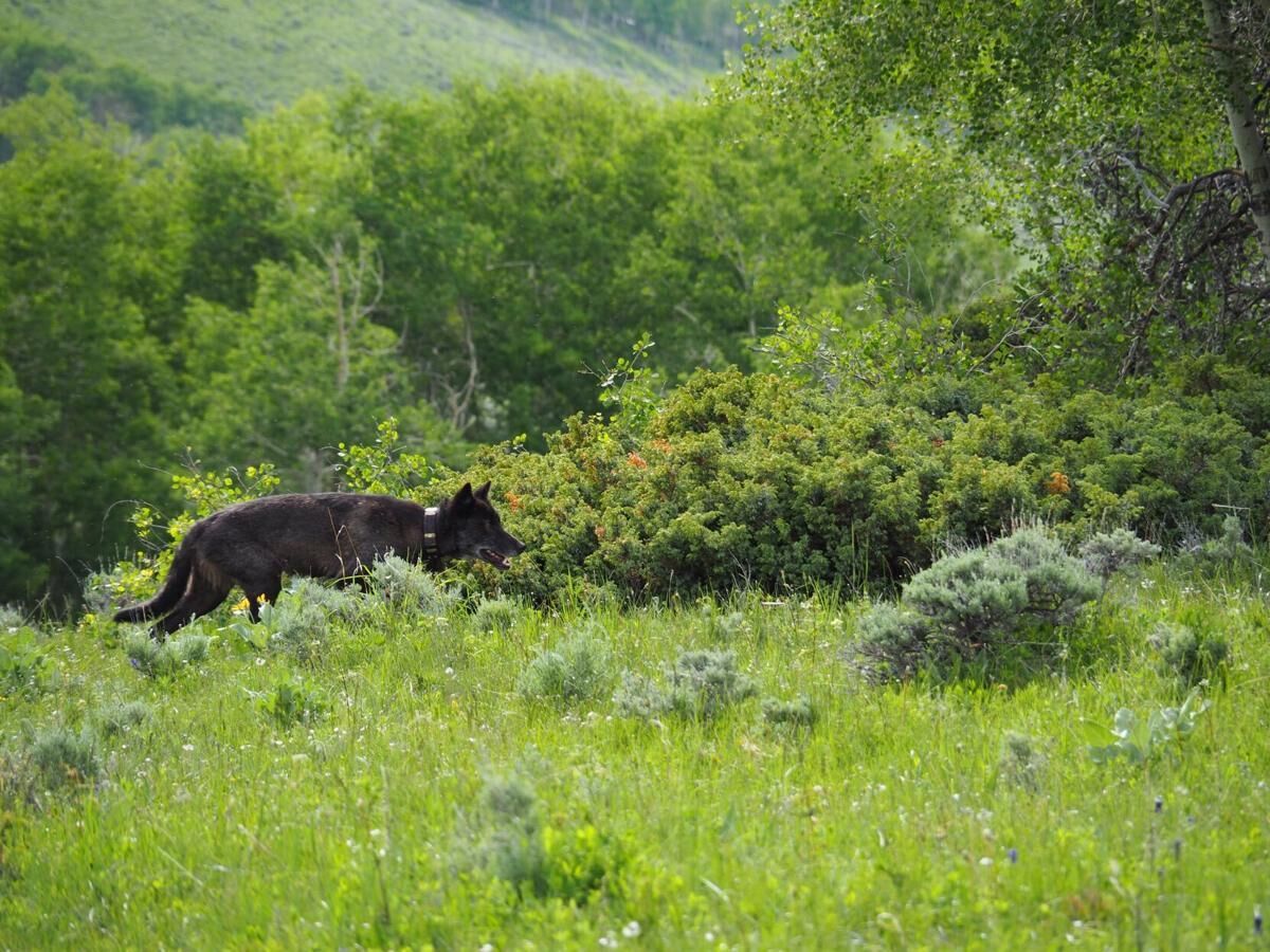 Link between wolves and aspen a point of debate beyond Colorado