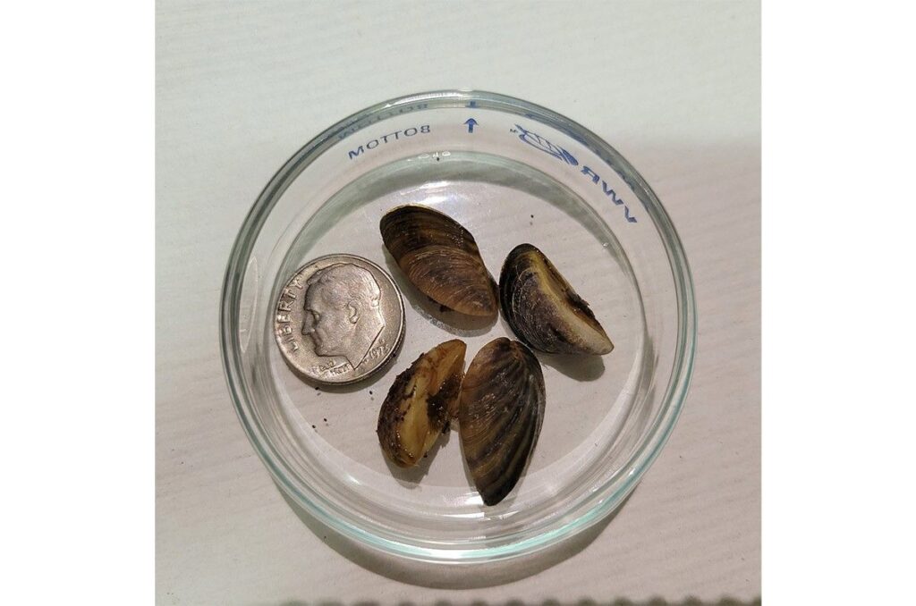 Colorado River near Grand Junction infested with zebra mussels, state officials report