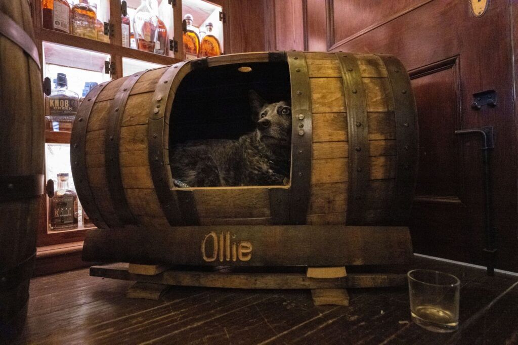 Ollie takes a break inside his whiskey barrel dog house from greeting visitors to The Vault at the Stanley Hotel Monday, July 28, 2025, in Estes Park. (The Gazette, Christian Murdock)
