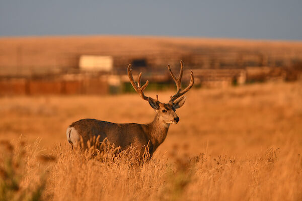 All hunting in Piñon Canyon remains suspended due to government shutdown