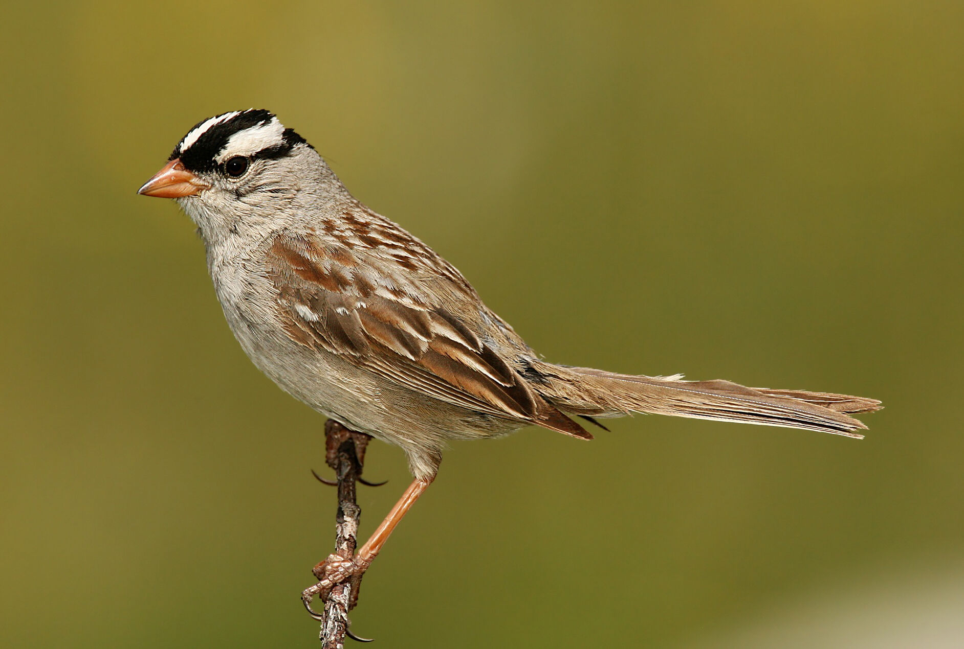 Zebra head sparrow eases the ID difficulty